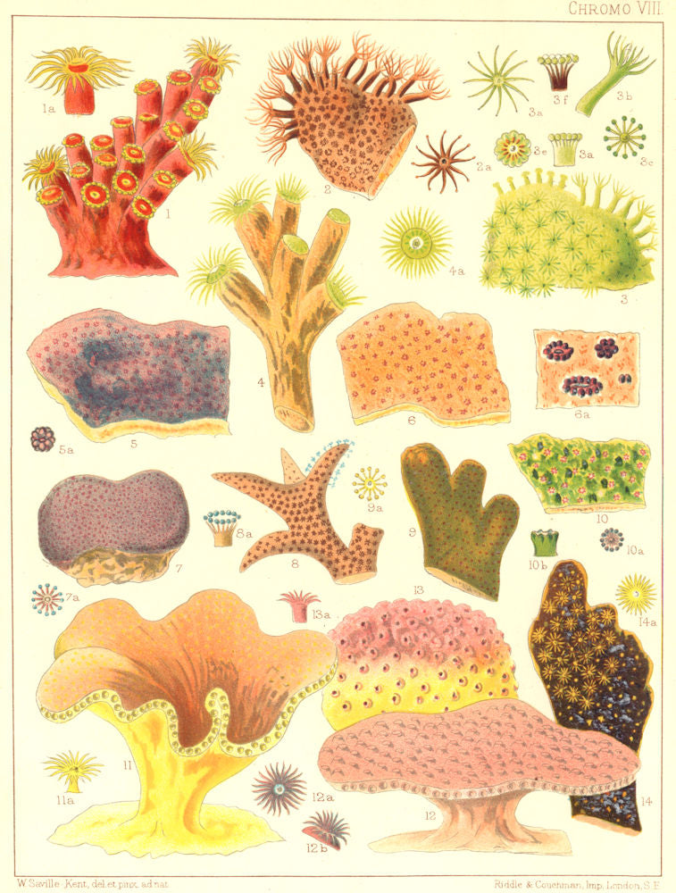 CORAL Montipora foliosa expansa verrucosa Porites astraeoides divaricata 1893